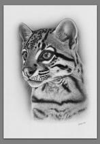 Schu (XX) - Wild cats - Ocelot