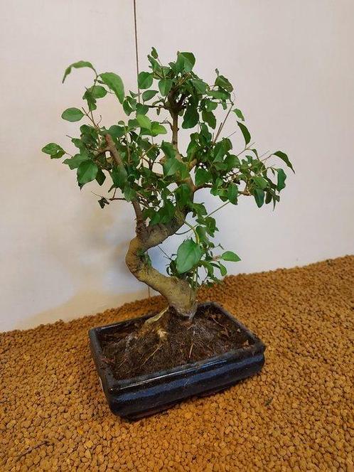 Liguster bonsai (Ligustrum) - Hoogte (boom): 32 cm - Diepte, Antiek en Kunst, Curiosa en Brocante
