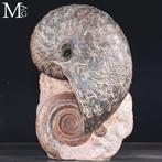 Uitzonderlijke Toarcian Nautilus en Hildoceras fossiel –