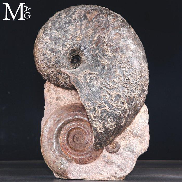 Uitzonderlijke Toarcian Nautilus en Hildoceras fossiel –, Antiquités & Art, Curiosités & Brocante
