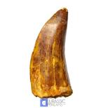 Mooi bewaard tand van Carcharodontosaurus saharicus - Krijt