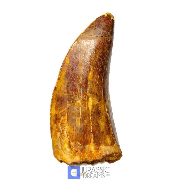 Mooi bewaard tand van Carcharodontosaurus saharicus - Krijt, Collections, Minéraux & Fossiles