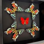 Papillon Support de corps entier pour taxidermie - Cymothoe, Nieuw