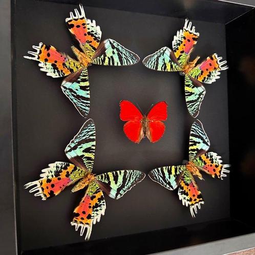 Papillon Support de corps entier pour taxidermie - Cymothoe, Verzamelen, Dierenverzamelingen