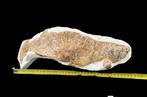 Vis - Gefossiliseerd dier - Pez Fosil - 42 cm - 12 cm