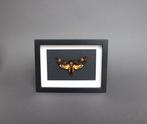 Mot Taxidermie volledige montage - Acherontia atropos - 20, Verzamelen, Dierenverzamelingen, Nieuw