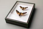 Acherontia atropos paar - Entomologie - Taxidermie Motten, Verzamelen, Nieuw