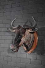 Gnou bleu Crâne - Connochaetes taurinus - 55 cm - 70 cm - 70, Nieuw