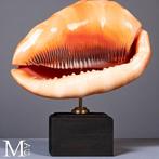 Bullmouth, ook bekend als Rode Helm zeeslak schelp - Cassis