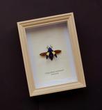 Kever Support de corps entier pour taxidermie - Chrysochroa