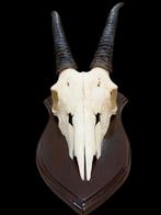 Gemsbok Schedel van een zoogdier - MERAVIGLIOSO Cranio Oryx, Nieuw