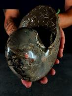 Uitstekende afmetingen van fossiele nautilus. -, Verzamelen