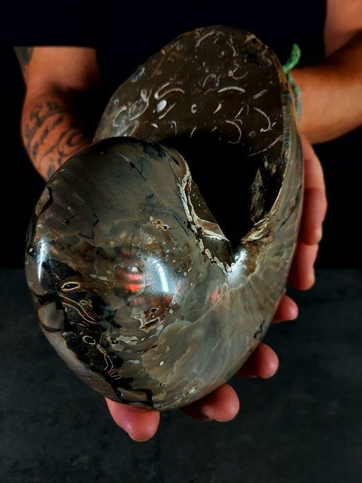 Uitstekende afmetingen van fossiele nautilus. -, Verzamelen, Mineralen en Fossielen