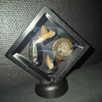 Fossiel - Fossiele tand - Bijzondere set van 4unieke