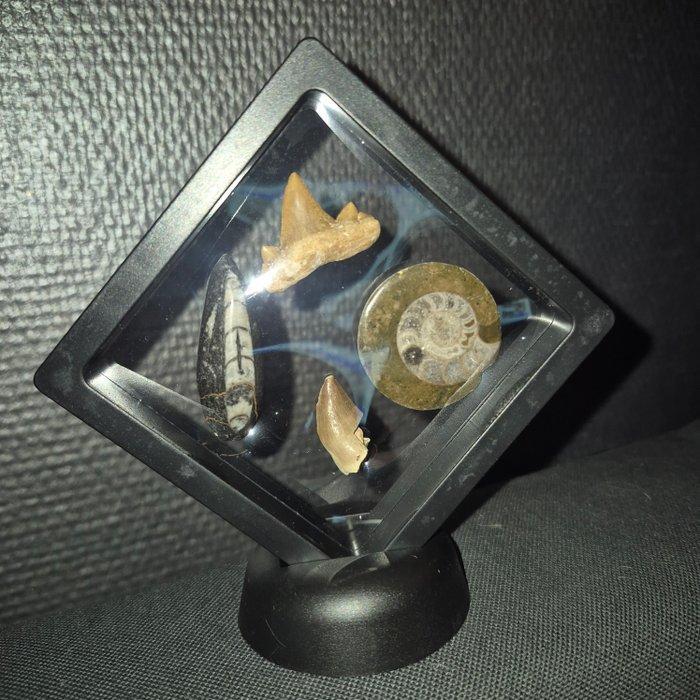 Fossiel - Fossiele tand - Bijzondere set van 4unieke, Antiquités & Art, Curiosités & Brocante