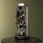 Vlinders in Stolp Taxidermie Opgezette Dieren By Max, Verzamelen, Ophalen of Verzenden, Nieuw, Insect, Opgezet dier