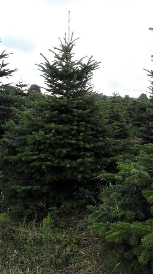 Nordman en Omorika  te Riemst (Limburg), Jardin & Terrasse, Plantes | Arbres, Enlèvement