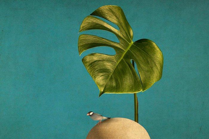 Tere Ormazabal - Bodegones con pájaros 1, Antiek en Kunst, Kunst | Designobjecten