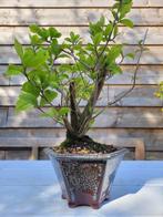 callicarpa bodinieri bonsai - Hoogte (boom): 26 cm - Diepte