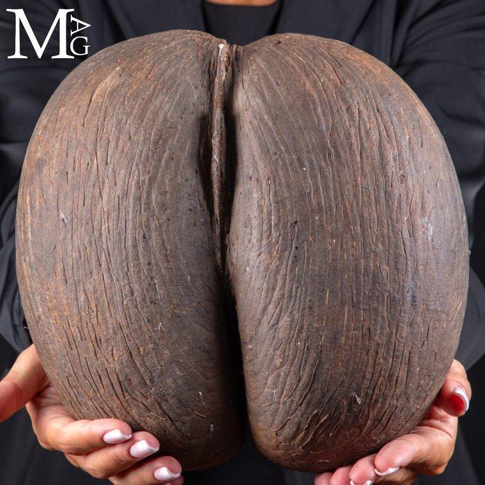 Coco De Mer - Coco de Fesses - De Grootste Zaad ter Wereld -, Antiek en Kunst, Curiosa en Brocante