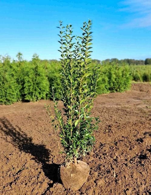 Haagliguster | Ligustrum Ovalifolium haagplanten kopen, Jardin & Terrasse, Plantes | Arbustes & Haies