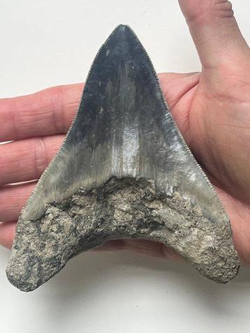 Megadolon tand 12,0 cm - Fossiele tand - Carcharocles