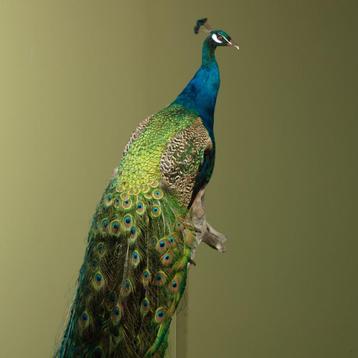 Blauwe Pauw Wandmontage Taxidermie Opgezette Dieren By Max beschikbaar voor biedingen