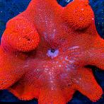 Stichodactyla Gigantea Ultra Red (Red Carpet Anemone) XL (Ci, Dieren en Toebehoren