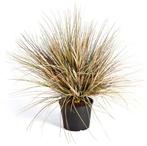 Kunstplant Onion Gras Herfst 65 cm, Verzenden