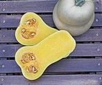 JWS 6823 F1 Bio Butternut Flespompoen 10000 zaden, Nieuw