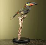 Guyanapepervreter Taxidermie Opgezette Dieren By Max, Verzamelen, Dierenverzamelingen, Ophalen of Verzenden, Nieuw, Vogel, Opgezet dier