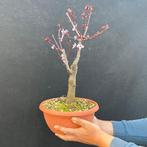 Bonsaï Prunus pissardi Nigra (fleur rose) - Hauteur (arbre)