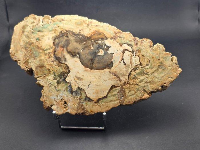 Fossiel hout - Gefossiliseerd hout - 18 cm (Zonder, Verzamelen, Mineralen en Fossielen