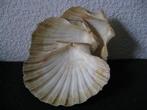 Schaal - 8 Echte Schelpen Serveer schalen, Antiek en Kunst