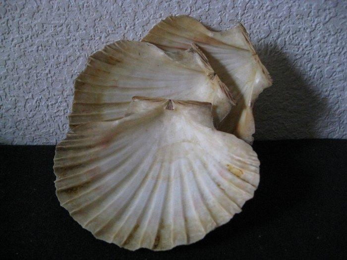 Schaal - 8 Echte Schelpen Serveer schalen, Antiek en Kunst, Antiek | Keukengerei