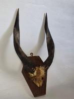 Koudou Support de corps entier pour taxidermie - Kudu - 48, Verzamelen, Dierenverzamelingen, Nieuw