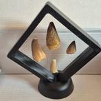 Dinosaurus Tand - Mosasaurus - 11 cm - 5 cm - 11 cm - (4), Nieuw