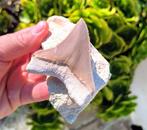 Megalodon - Fossiele tand, Verzamelen, Mineralen en Fossielen