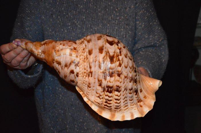 Zeeslak Zeeschelp - S-91 CHARONIA TRITONIS, Verzamelen, Dierenverzamelingen