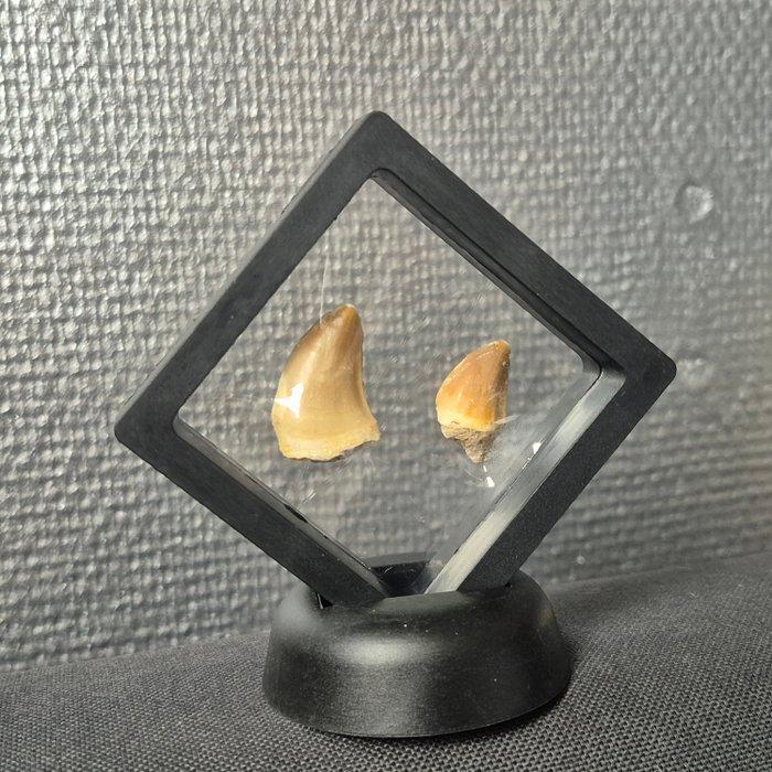 Dinosaurus Tand - Mosasaurus - 7 cm - 3 cm - 2 cm - (2), Verzamelen, Dierenverzamelingen
