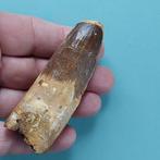 Dinosaurus - Fossiele tand - Spinosaurus aegyptiacus - 86 mm, Verzamelen