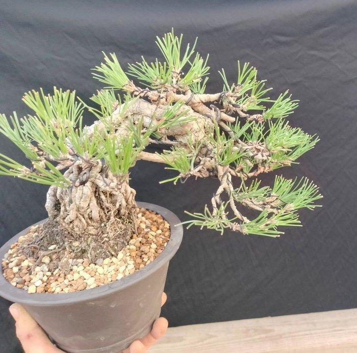 Den bonsai (Pinus) - Hoogte (boom): 20 cm - Diepte (boom):, Antiek en Kunst, Curiosa en Brocante