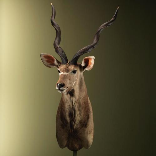 Koedoe Taxidermie Opgezette Dieren By Max, Verzamelen, Dierenverzamelingen, Opgezet dier, Nieuw, Wild dier, Ophalen of Verzenden