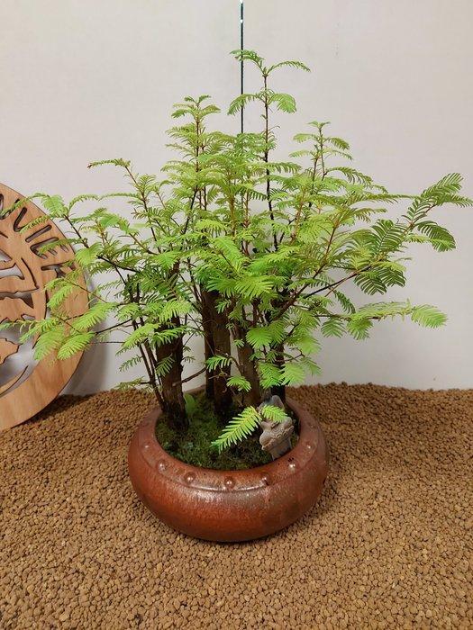 Bonsaï Sequoia côtiers/sapin d’eau (Sequoia) - Hauteur, Antiek en Kunst, Curiosa en Brocante