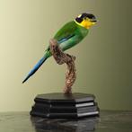 Papegaaibreedbek Taxidermie Opgezette Dieren By Max, Ophalen of Verzenden, Nieuw, Vogel, Opgezet dier