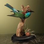 Maleise Bijeneter Taxidermie Opgezette Dieren By Max, Ophalen of Verzenden, Nieuw, Vogel, Opgezet dier