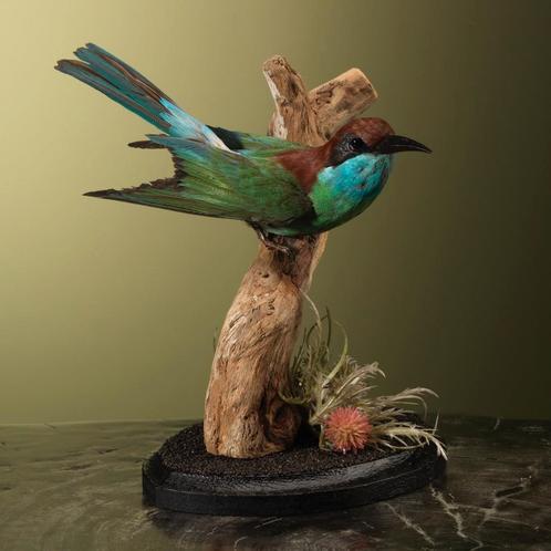Maleise Bijeneter Taxidermie Opgezette Dieren By Max, Verzamelen, Dierenverzamelingen, Opgezet dier, Nieuw, Vogel, Ophalen of Verzenden
