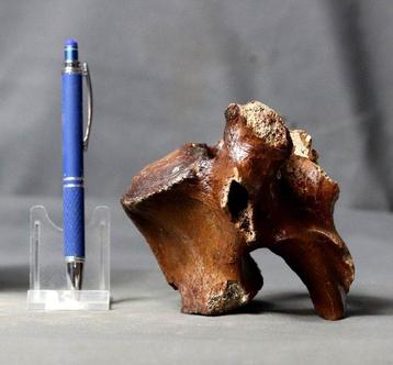 Steppe Bison, of Wisent Thoracale Wervel - Gefossiliseerd