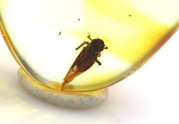 Authentieke Baltische barnsteen met fossiele insecten