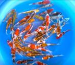 Fukasawa (Oofuchi) 18-21cm (Japanse Koi), Ophalen of Verzenden